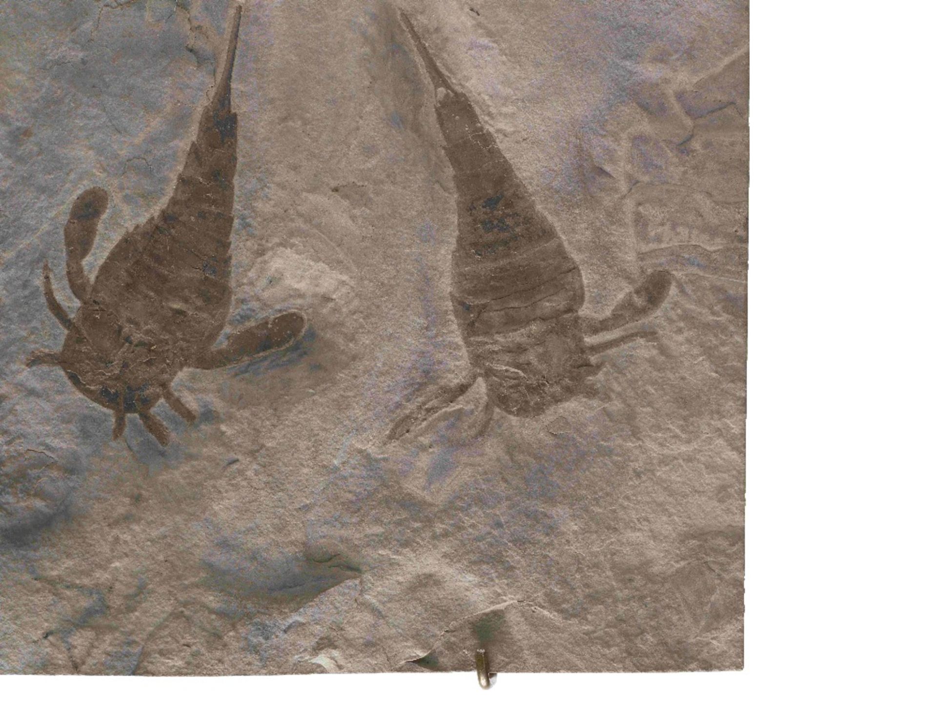 Plaque fossile pr&#233;sentant trois scorpions de mer Fossil Sea Scorpions - Image 9 of 9