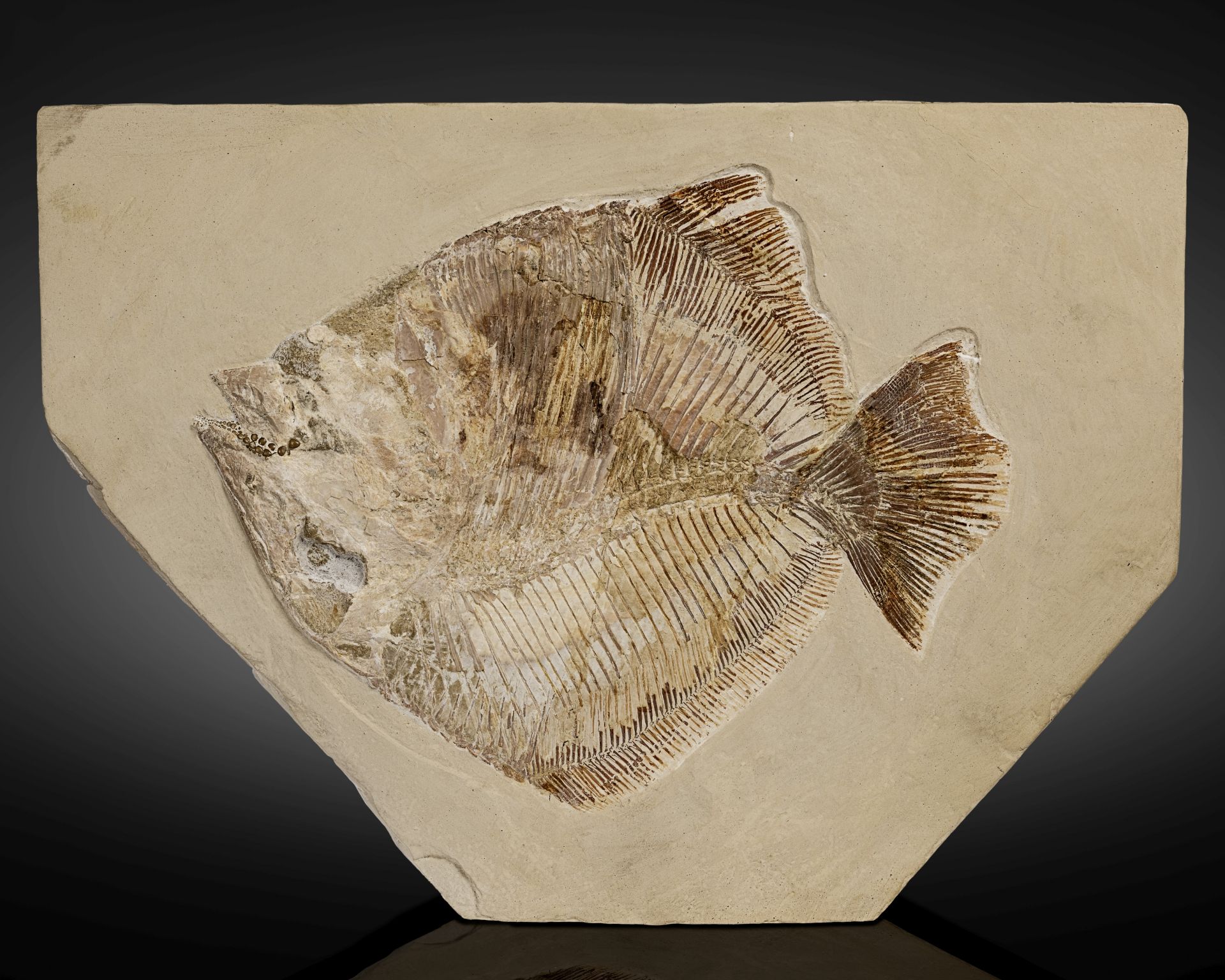 Fossile de poisson pycnodontiforme Extremely Fine Pycnodont Fish