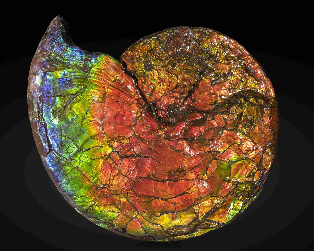 Grande ammolite iridescente du Canada High-quality Large Iridescent Ammonite from Canada - Image 2 of 2