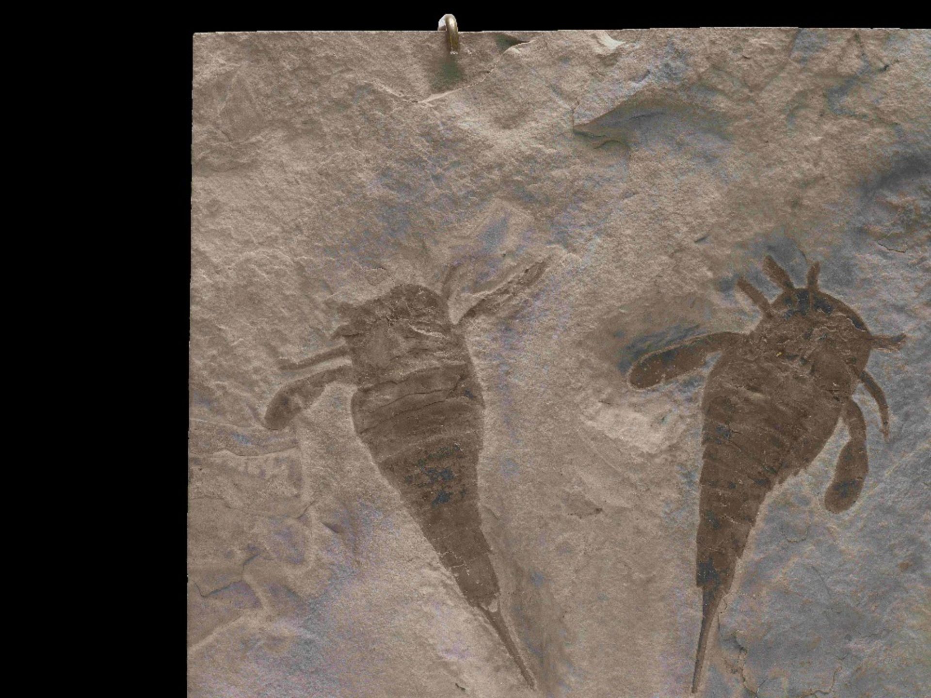 Plaque fossile pr&#233;sentant trois scorpions de mer Fossil Sea Scorpions - Image 5 of 9