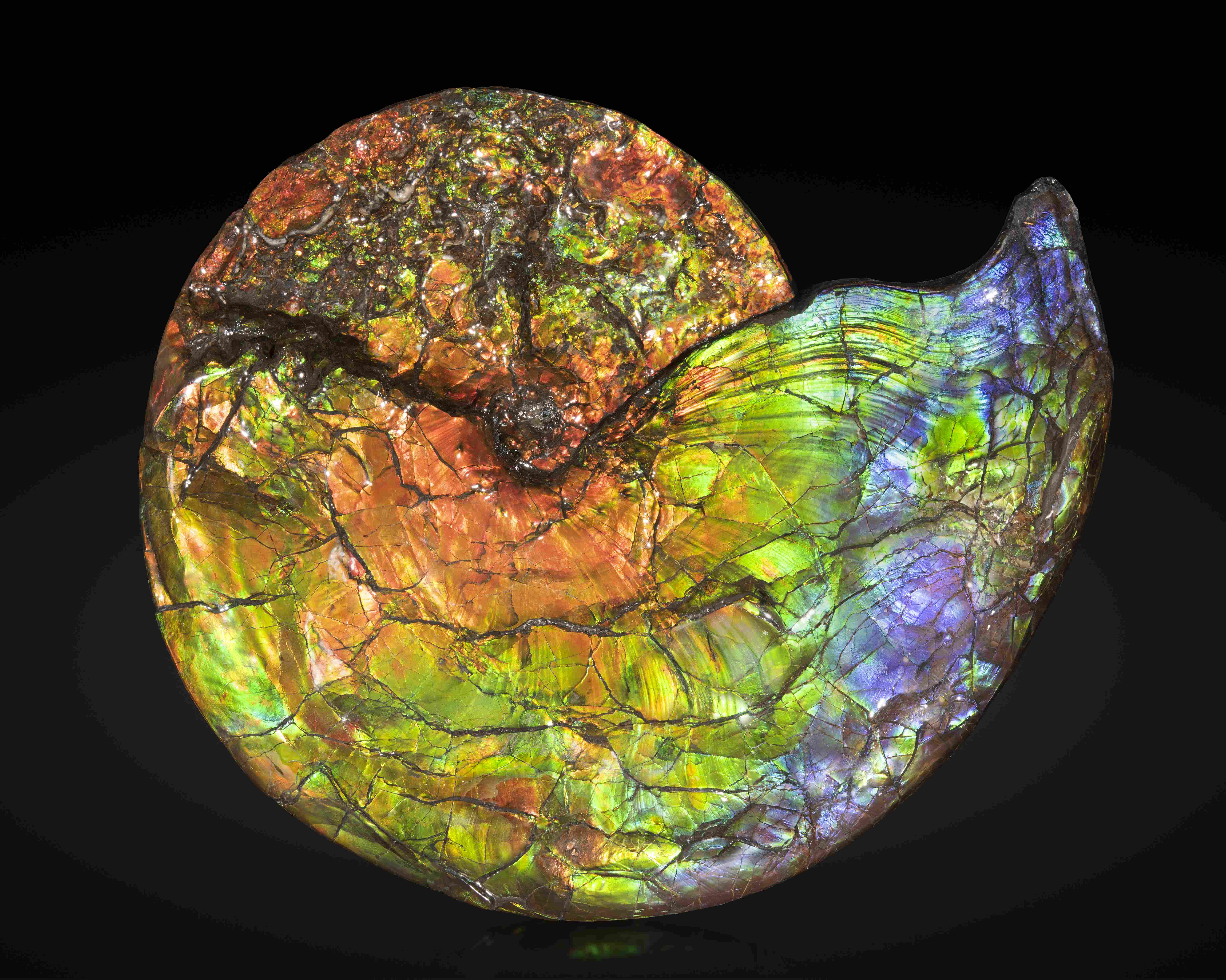 Grande ammolite iridescente du Canada High-quality Large Iridescent Ammonite from Canada