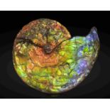 Grande ammolite iridescente du Canada High-quality Large Iridescent Ammonite from Canada