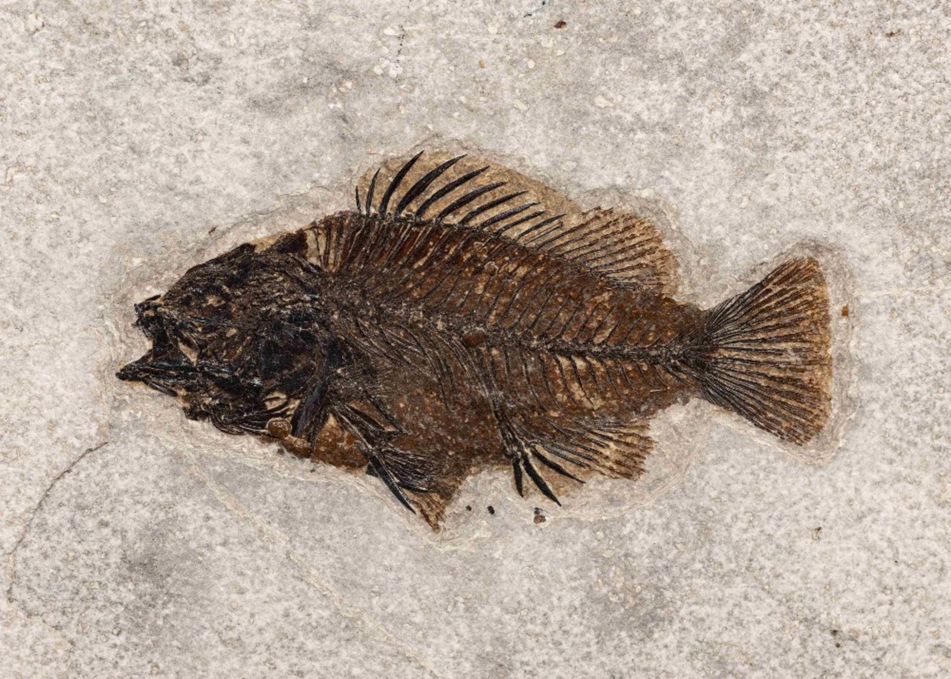&#201;l&#233;gante plaque fossile de poisson du Wyoming Very Decorative Wyoming Fish - Image 2 of 2