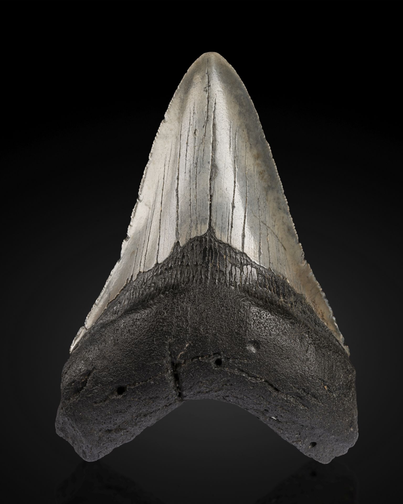 Grande dent de M&#233;galodon Large Megalodon Tooth