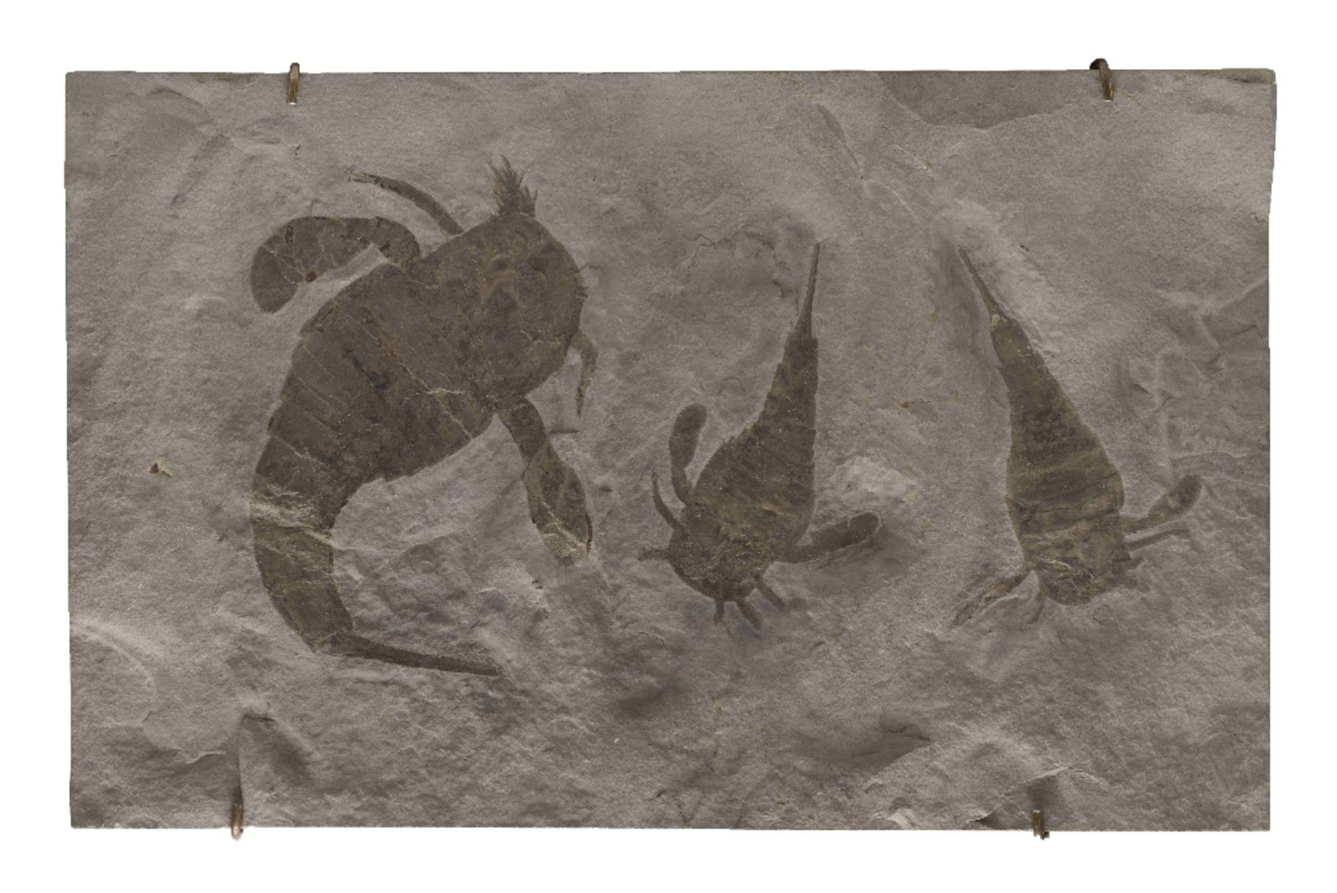 Plaque fossile pr&#233;sentant trois scorpions de mer Fossil Sea Scorpions - Image 6 of 9