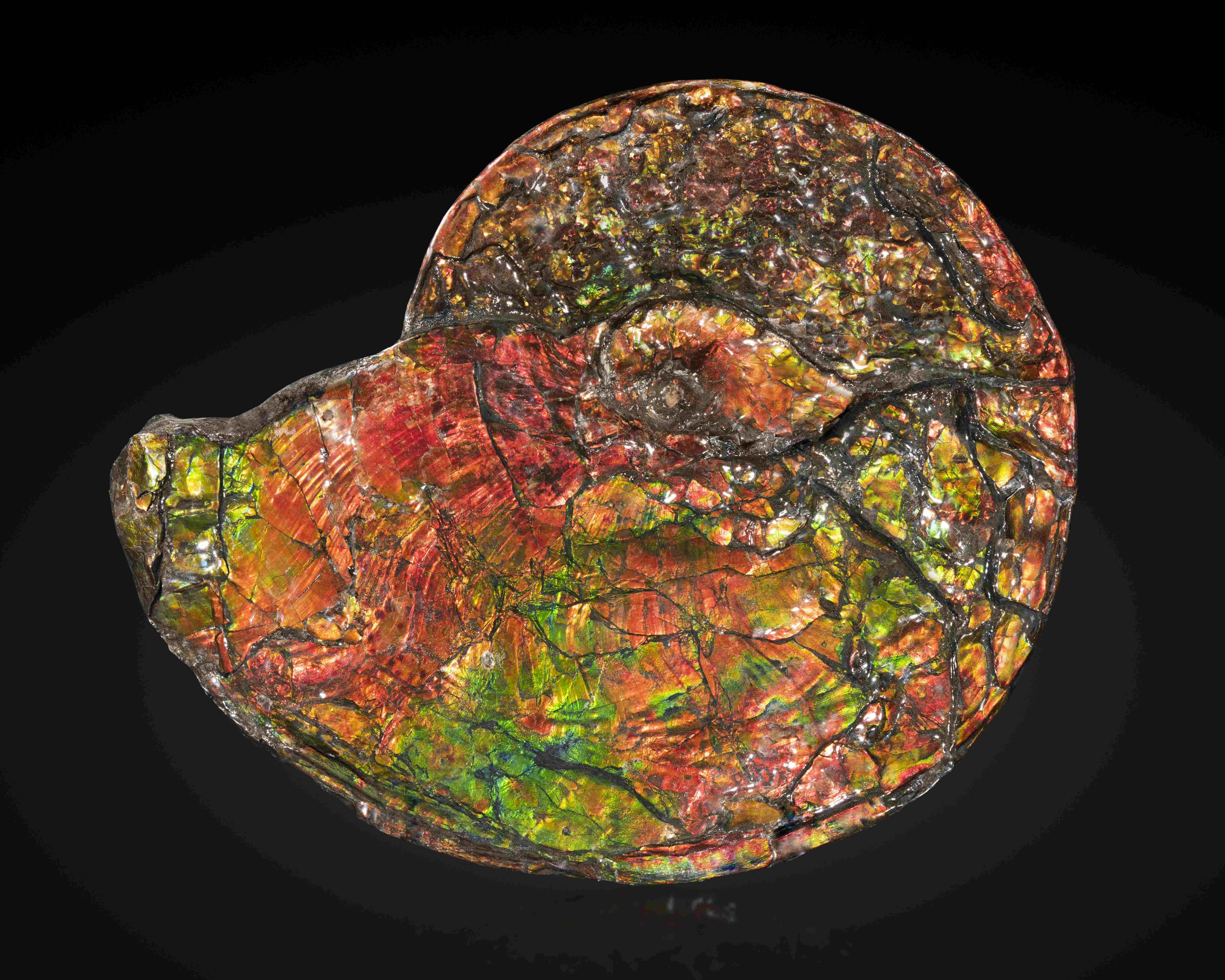 Ammolite du Canada Ammolite from Canada