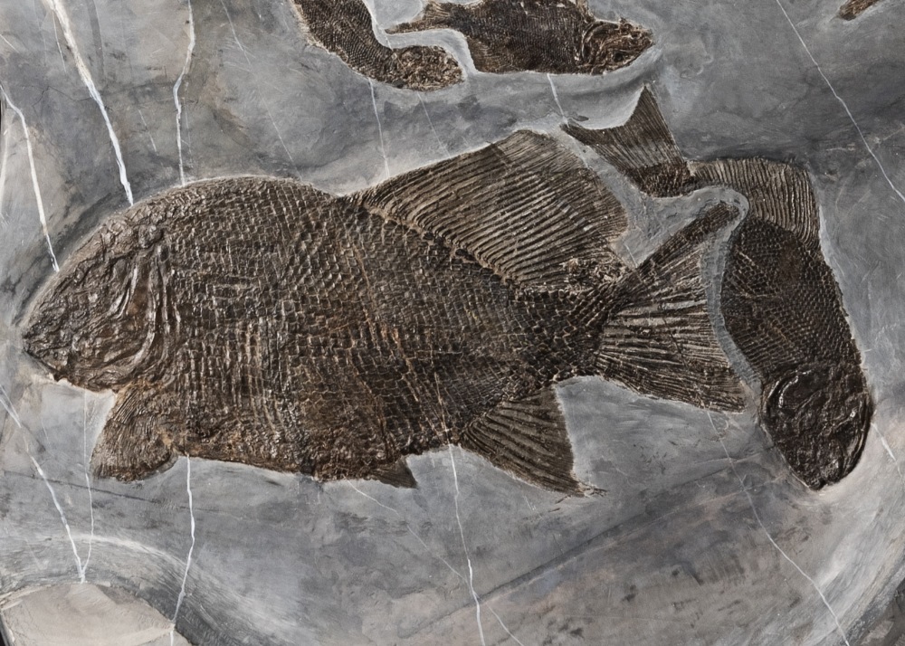 Grande et d&#233;corative tranche fossile pr&#233;sentant des poissons triasiques d'Autriche Larg... - Image 2 of 2