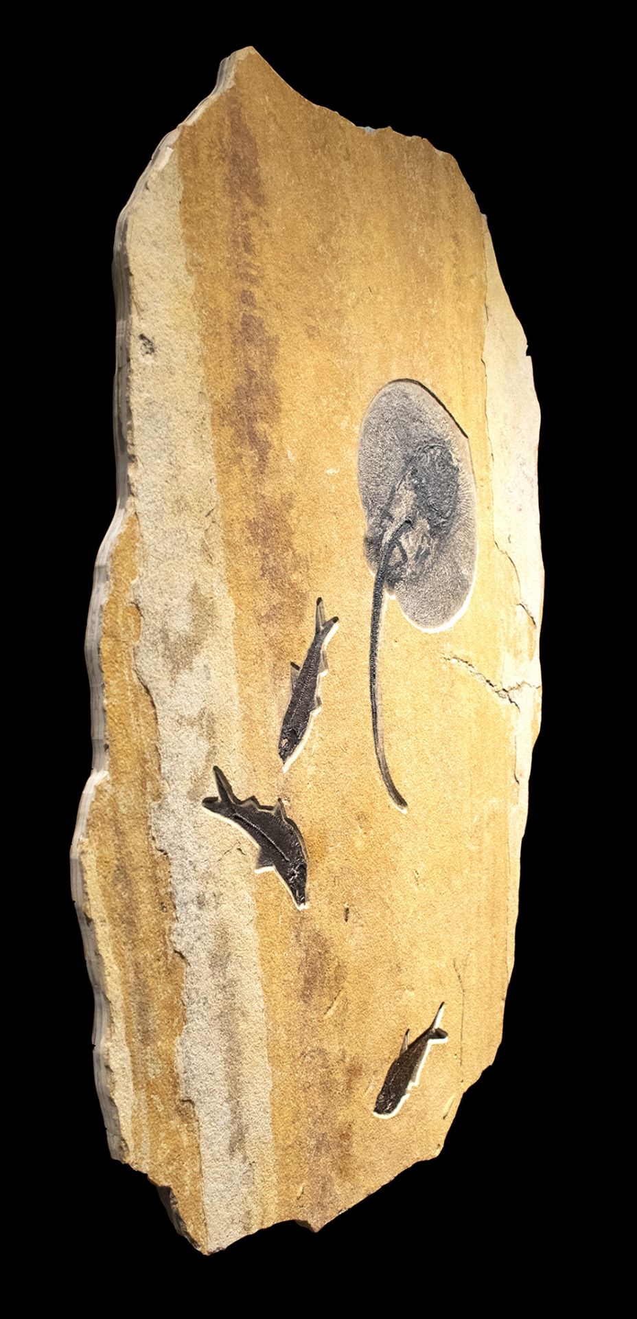 Plaque fossile pr&#233;sentant une raie et des poissons Fossil Stingray with Fish - Bild 2 aus 5