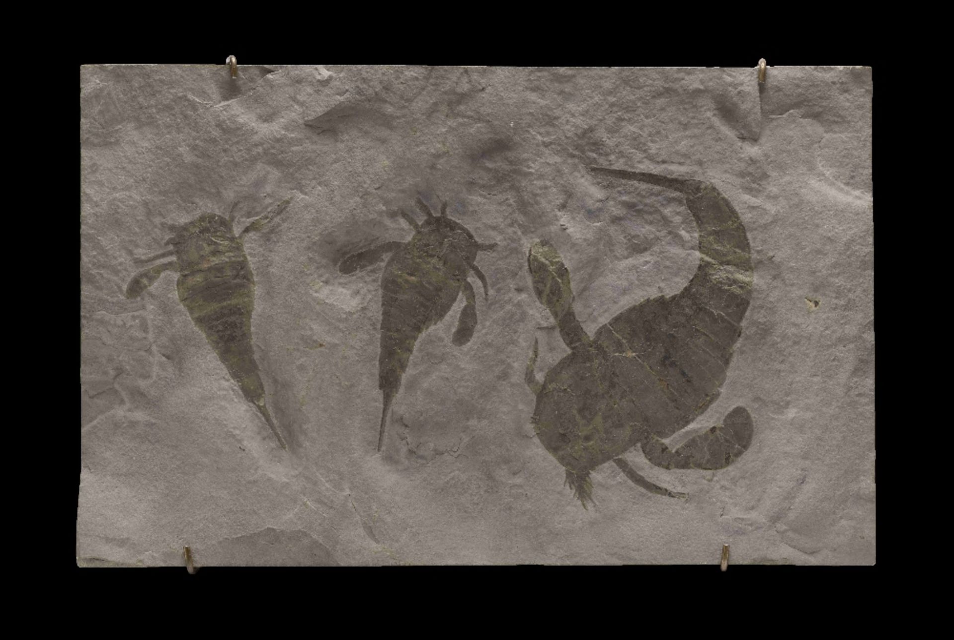 Plaque fossile pr&#233;sentant trois scorpions de mer Fossil Sea Scorpions - Image 2 of 9