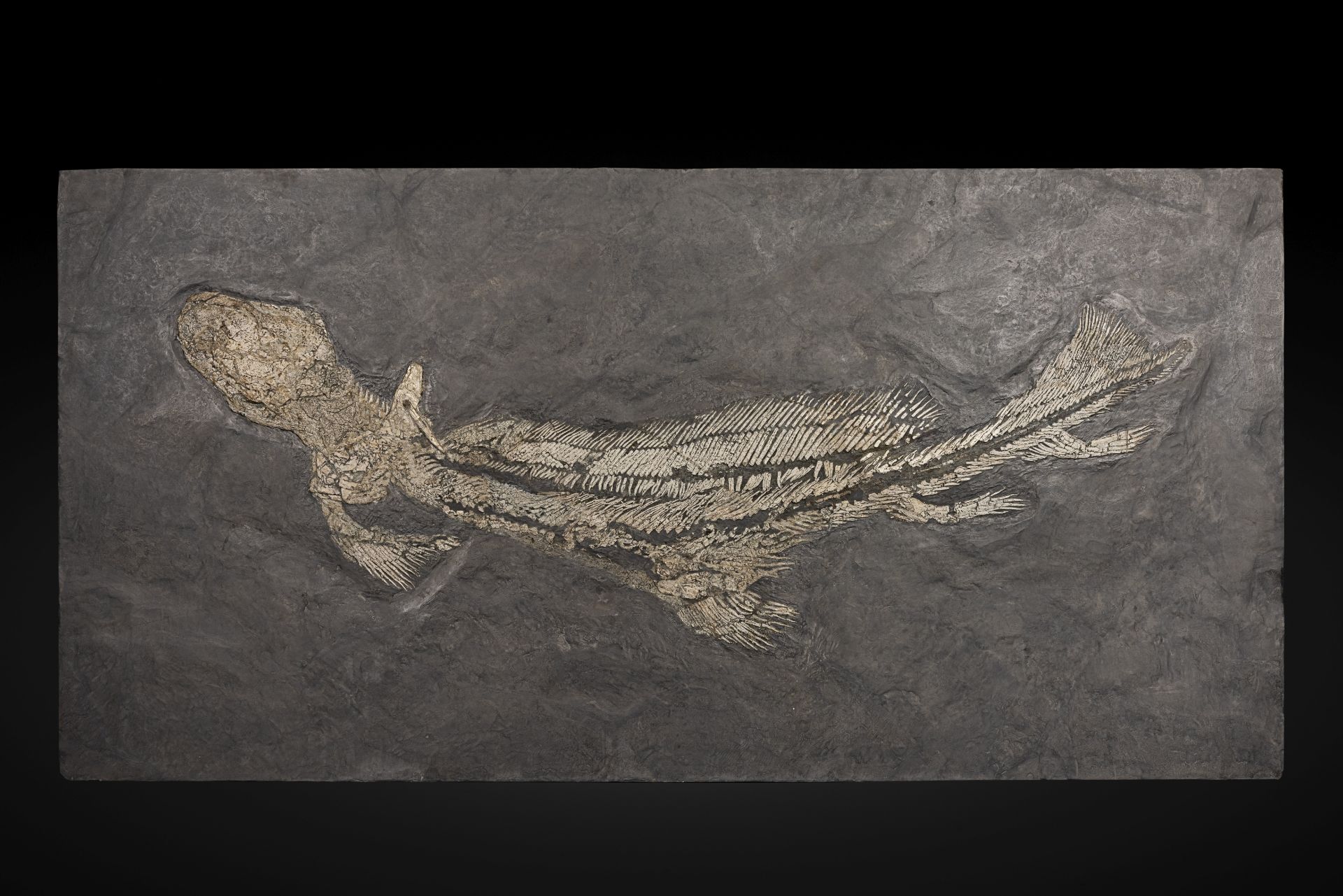 Requin fossile d'Allemagne du Permien Permian Shark from Germany