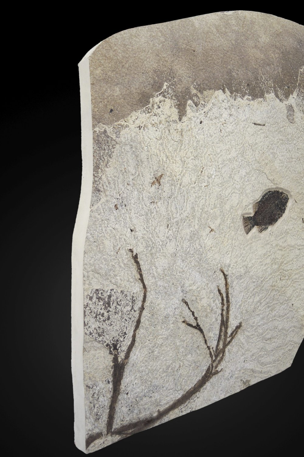 Plaque fossile pr&#233;sentant un poisson et une plante Fossil Fish with Plant - Image 4 of 4