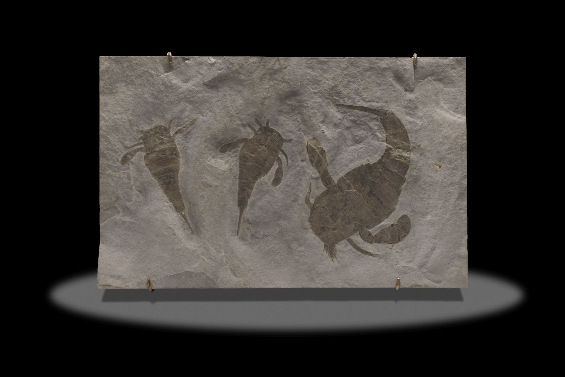 Plaque fossile pr&#233;sentant trois scorpions de mer Fossil Sea Scorpions