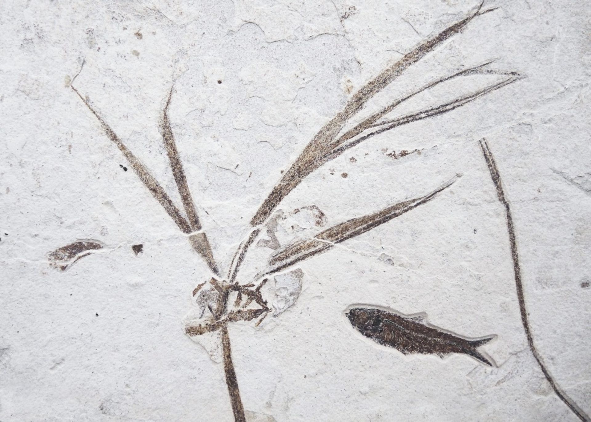 Plaque fossile pr&#233;sentant des poissons et des plantes Fossil Fish Mural With Plants - Bild 2 aus 5