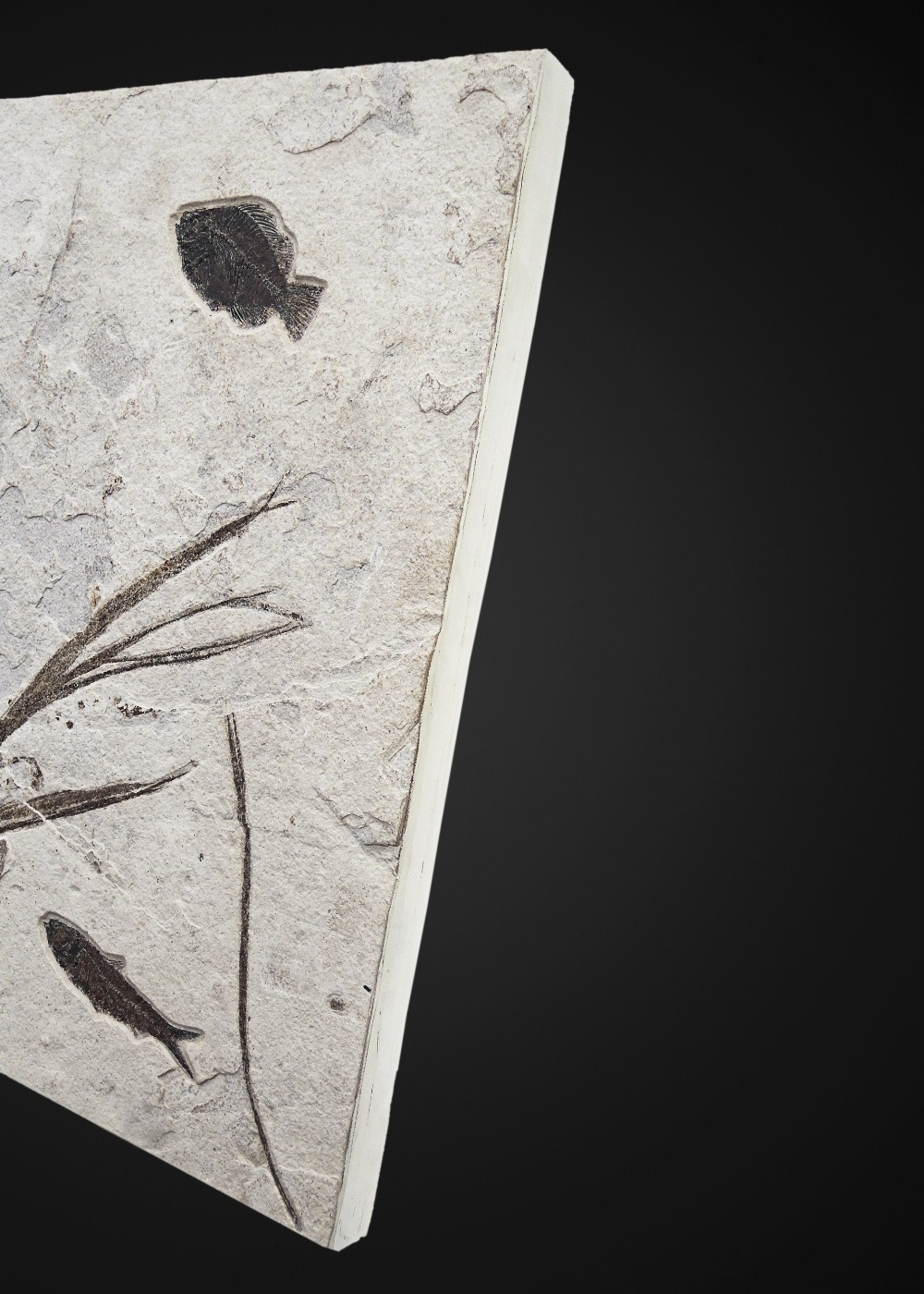 Plaque fossile pr&#233;sentant des poissons et des plantes Fossil Fish Mural With Plants - Image 4 of 5