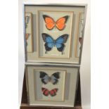 Jack Moncur Two original paintings of Butterfly specimens. Dated '76. [Frame 29x29cm]