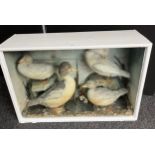 Antique taxidermy duck display with a glass and wood cabinet.