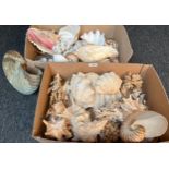 Two boxes of mixed shells and coral. To include studio pottery shell.