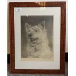 Signed pencil drawing of a West Highland Terrier [46x36cm]