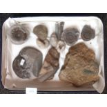 Enamel tray containing a quantity of fossils.