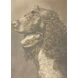 Signed watercolour of a springer spaniel, signed [41x34cm]