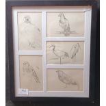 John Murray Thomson [1885-1974] Five bird studies in pencil. [Frame 37x32cm]