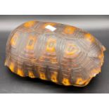 Antique turtle shell [Taxidermy] [25cm in length]