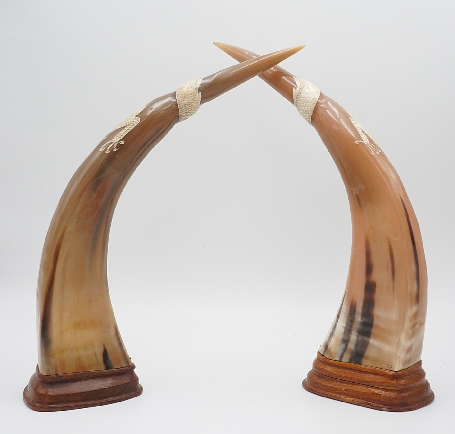 Pair of buffalo horns, 20th century - Image 2 of 2
