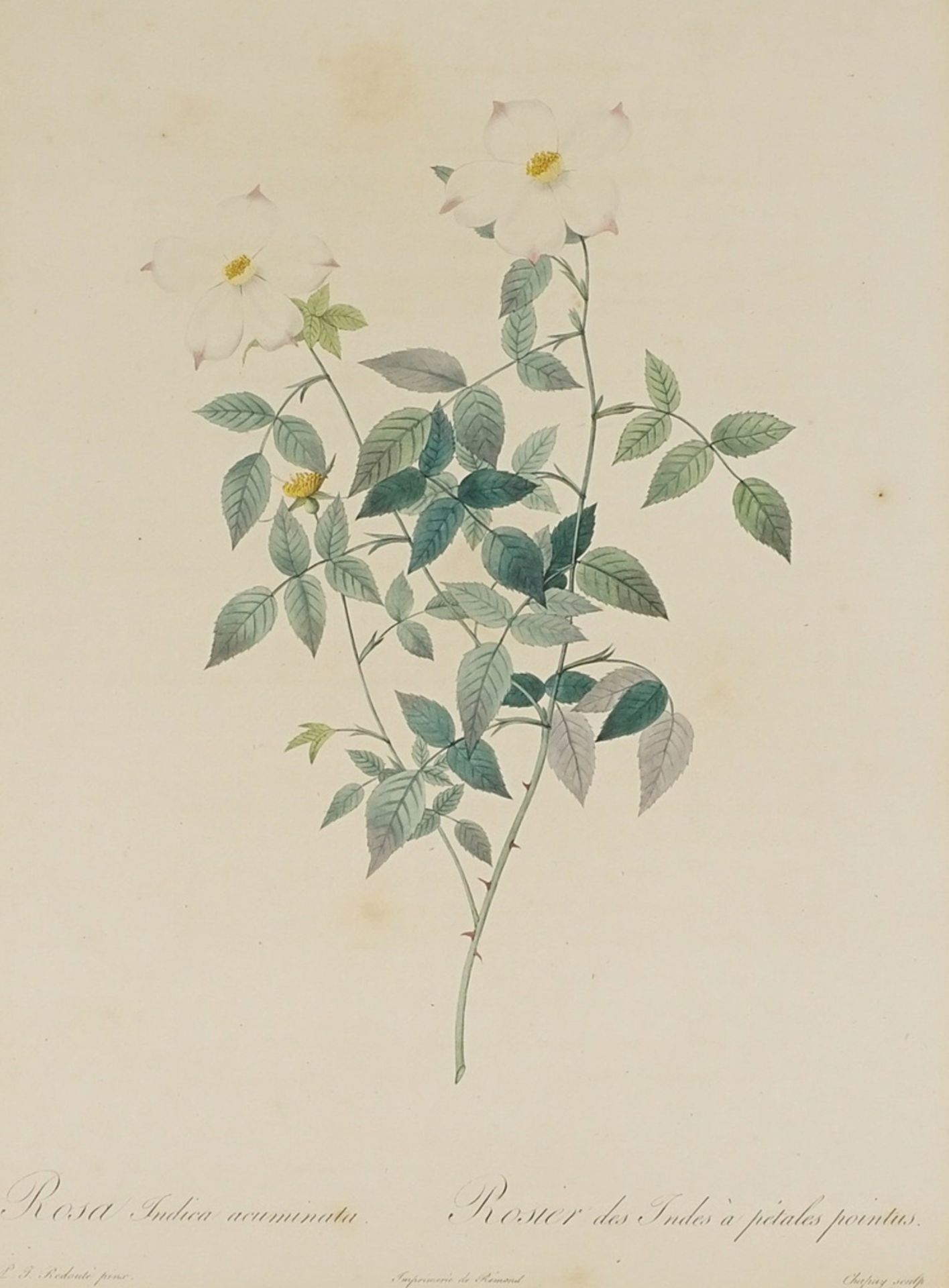 Pierre-Joseph Redouté (1759-1840), "Rosa Indica acuminata./Rosier des Indes à pétales pointus."