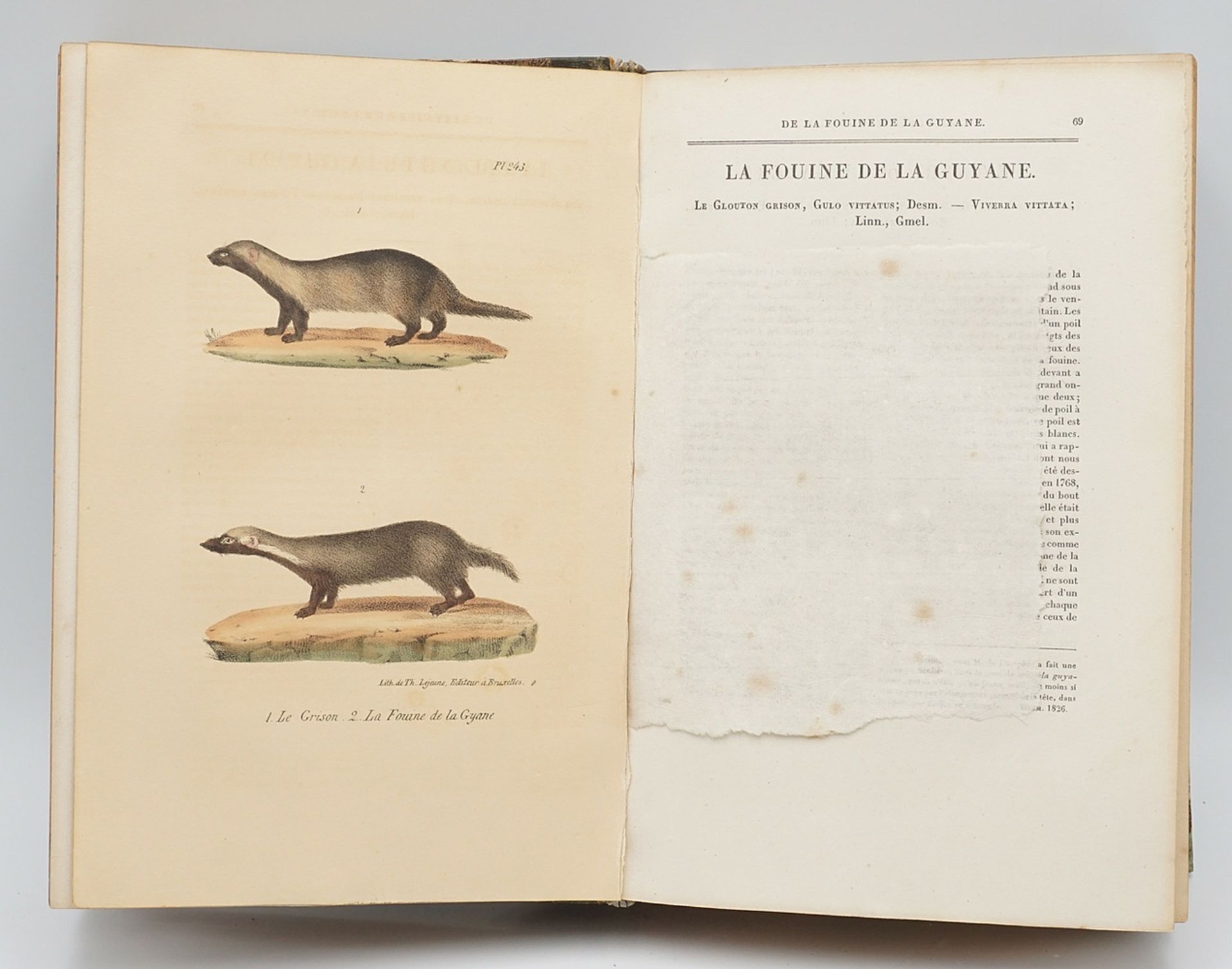 "Oeuvres complètes de Buffon et de ses continuateurs, Mammifères" - Image 2 of 5