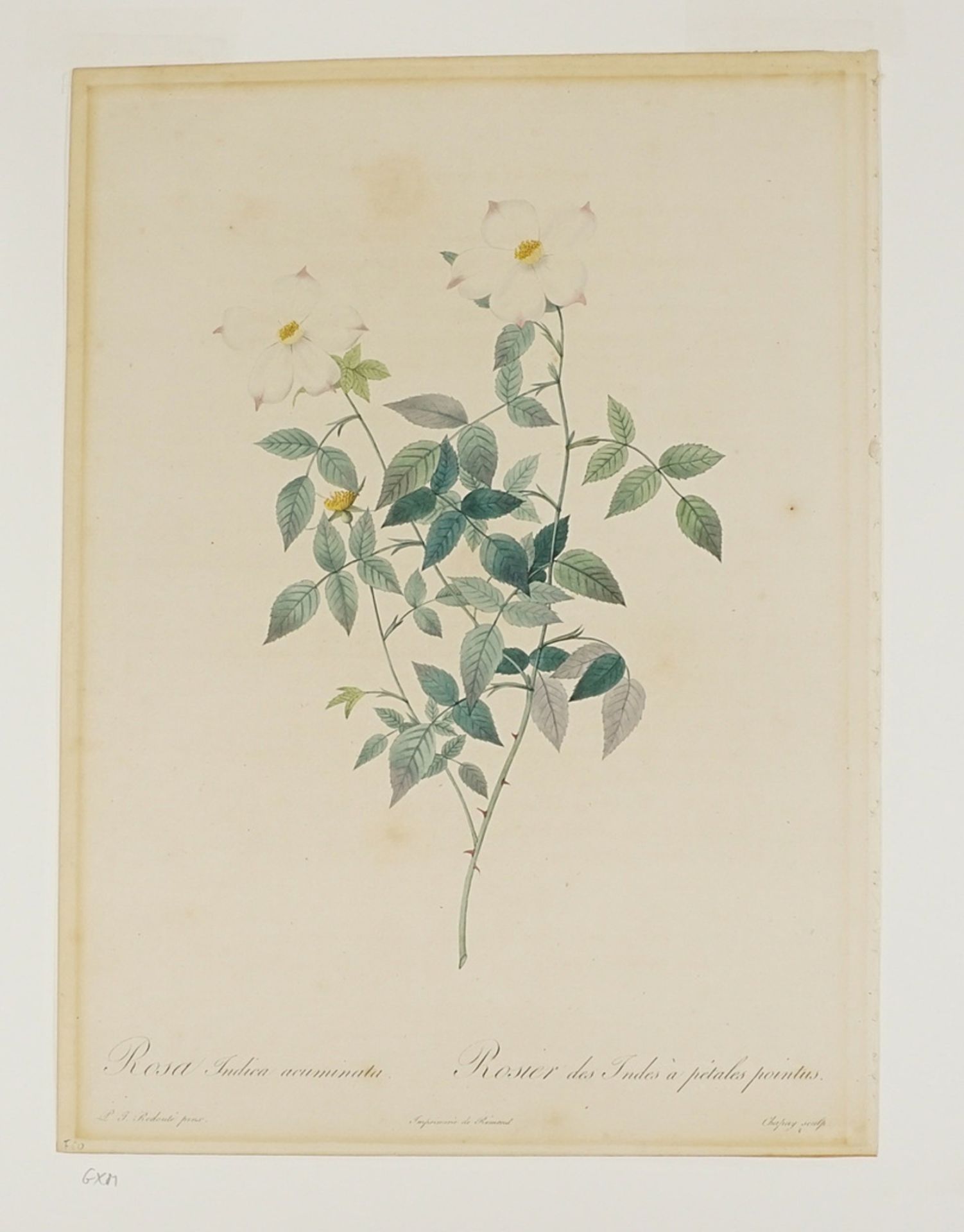 Pierre-Joseph Redouté (1759-1840), "Rosa Indica acuminata./Rosier des Indes à pétales pointus." - Image 3 of 3