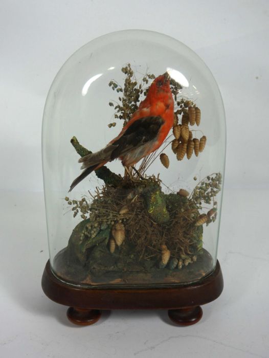 A cased taxidermy finch; together with a pewter capstan inkwell, a pewter tankard, an Icon style - Image 3 of 3