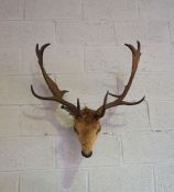 A mounted taxidermy fallow deer head, with wide palmated antlers, full head mount on small oak