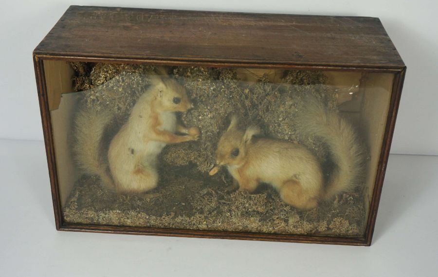 A taxidermy case of Squirrels holding their nuts, 29cm high, 48cm wide; together with a copper