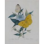 Andrew Osborne, Butterflies in a hedgerow, watercolour; together with eight assorted prints of
