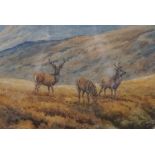Brian Rawling, British (1931 - ),  ‘Blackmount’, Red Deer Stags in a Highland Glen,  watercolour,
