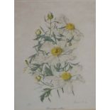 Elizabeth Cameron (Scottish 20th century),  Study of a Helleborus Niger, watercolour, signed in