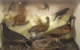 A cased group of taxidermy, early 20th century, including a pheasant, black and red grouse, red