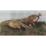 A cased taxidermy cock and hen pheasant, in naturalistic setting, 20th century, 49cm high, 92cm