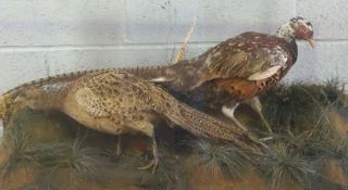A cased taxidermy cock and hen pheasant, in naturalistic setting, 20th century, 49cm high, 92cm