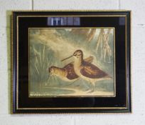 Three game bird coloured prints; Mallard, Woodcock, Red Grouse and Snipe, circa 1900, in verre