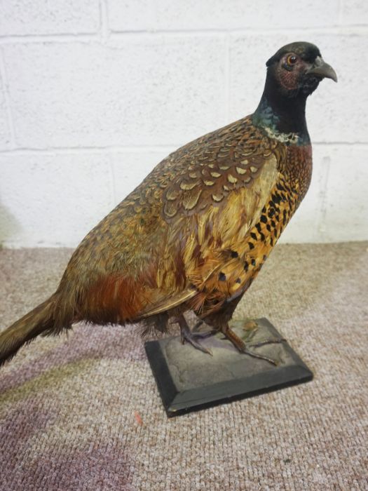 A 19th century taxidermy case of a long eared owl, 41cm high; together with a taxidermy case of a - Image 7 of 15