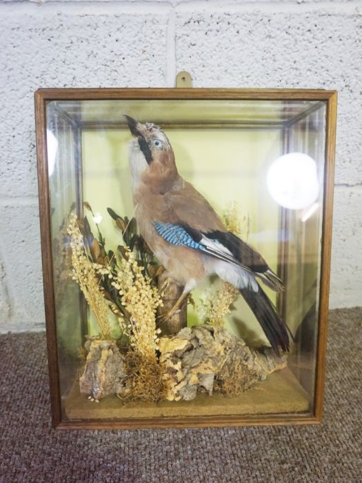 A 19th century taxidermy case of a long eared owl, 41cm high; together with a taxidermy case of a - Image 3 of 15