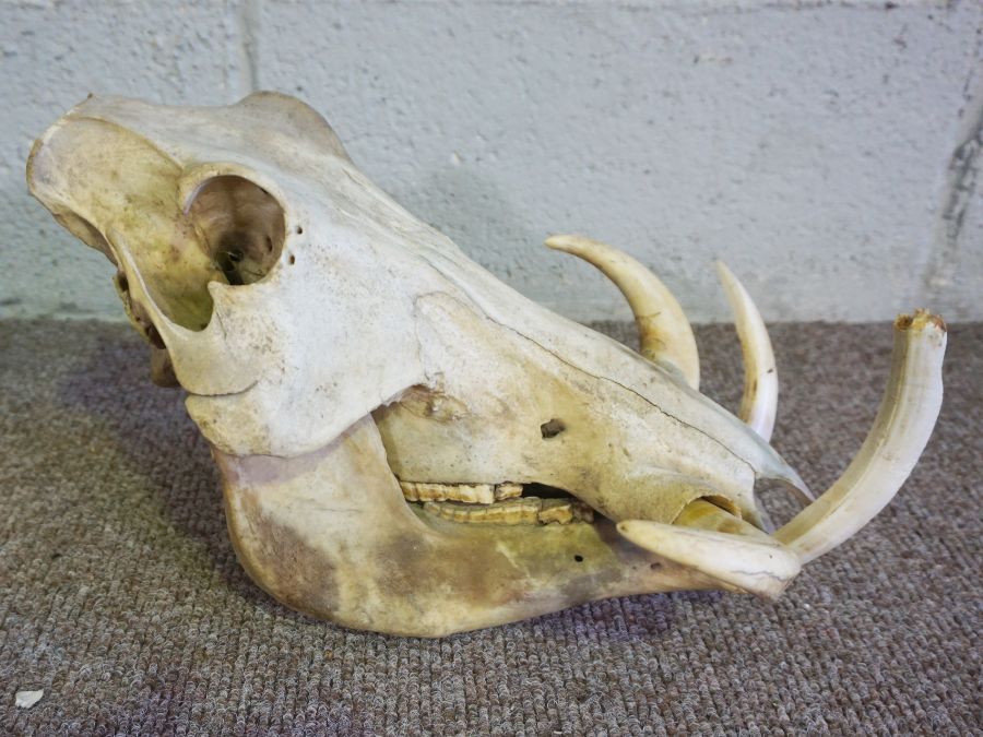 An African male Common Warthog Skull, un mounted, (Phacochoerus africanus) 38cm long, 28cm wide - Image 3 of 3