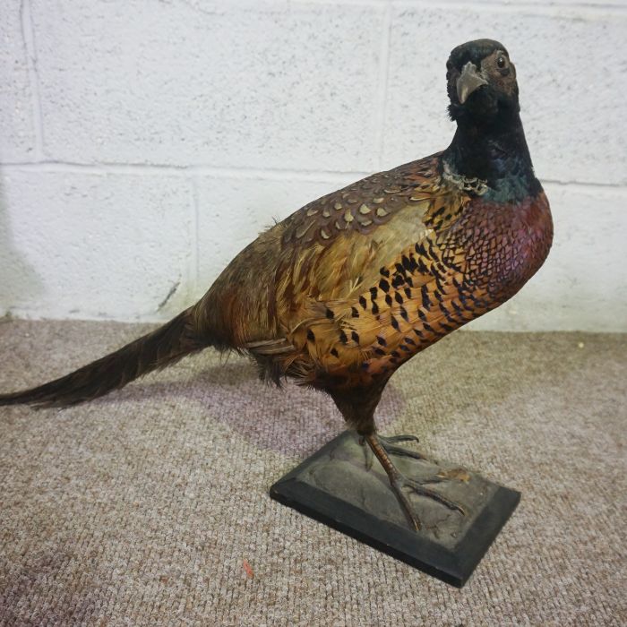 A 19th century taxidermy case of a long eared owl, 41cm high; together with a taxidermy case of a - Image 6 of 15