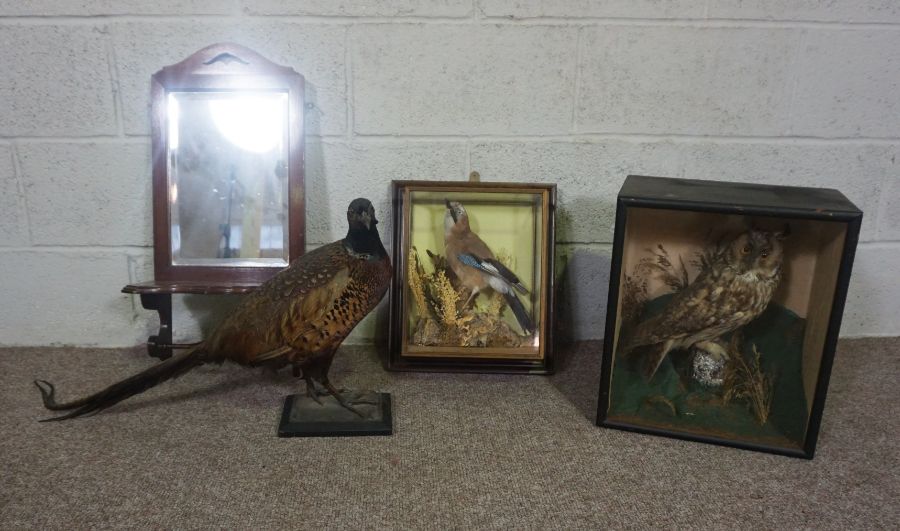 A 19th century taxidermy case of a long eared owl, 41cm high; together with a taxidermy case of a - Image 2 of 15