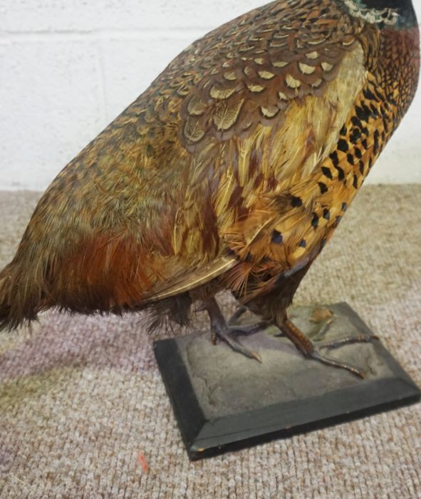 A 19th century taxidermy case of a long eared owl, 41cm high; together with a taxidermy case of a - Image 8 of 15