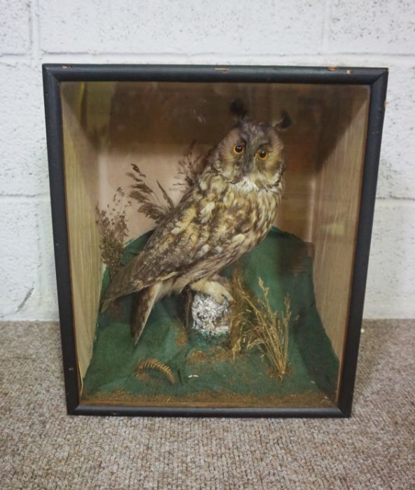 A 19th century taxidermy case of a long eared owl, 41cm high; together with a taxidermy case of a - Image 5 of 15