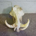 An African male Common Warthog Skull, un mounted, (Phacochoerus africanus) 38cm long, 28cm wide
