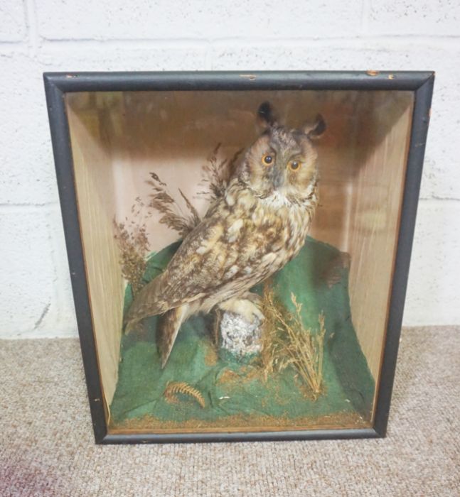 A 19th century taxidermy case of a long eared owl, 41cm high; together with a taxidermy case of a - Image 4 of 15