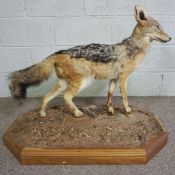 A taxidermy Coyote standing on sandy ground set on an octagonal hardwood stand, mid 20th century,